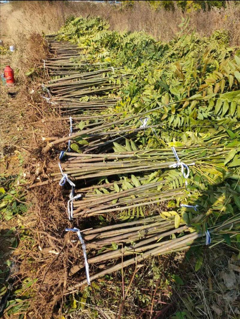 露天红油香椿苗基地大棚专用红油香椿树苗