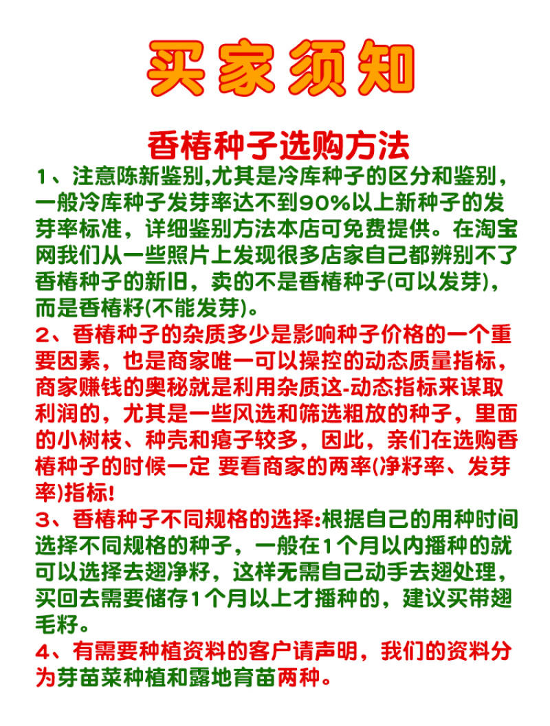 露天红油香椿苗基地大棚专用红油香椿树苗