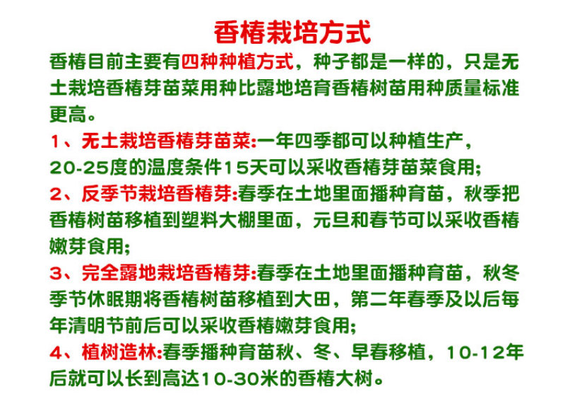 露天红油香椿苗基地大棚专用红油香椿树苗