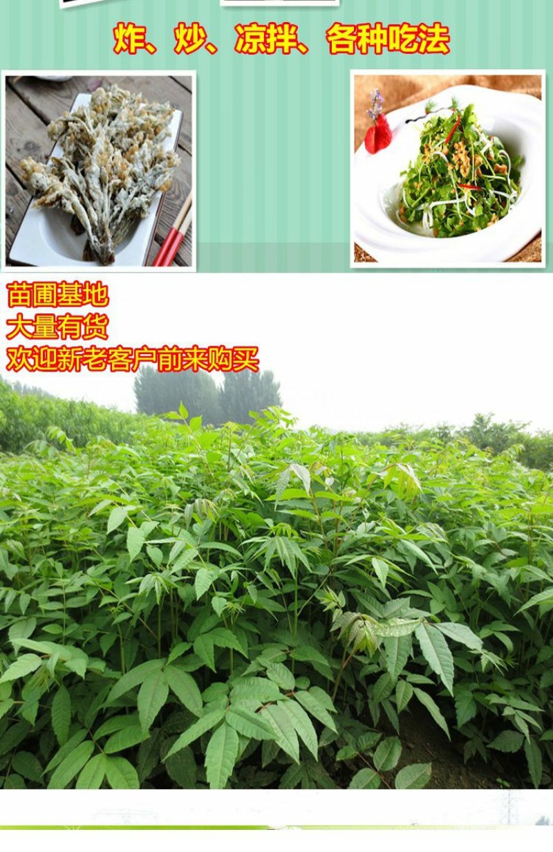 露天红油香椿苗基地大棚专用红油香椿树苗
