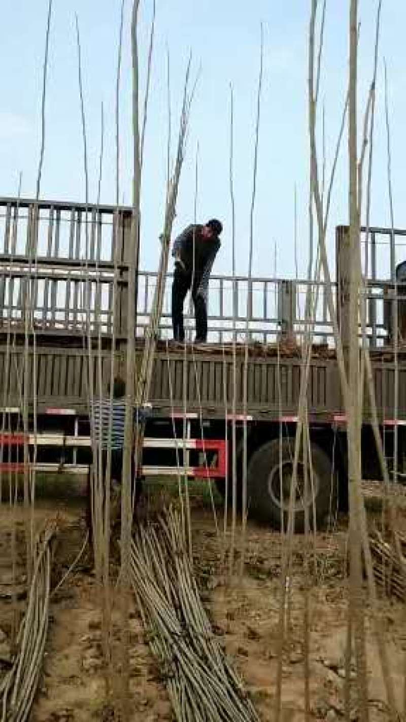 【精选】107速生杨树苗白杨树苗大型种植基地价格优惠
