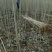 【精选】107速生杨树苗白杨树苗大型种植基地价格优惠