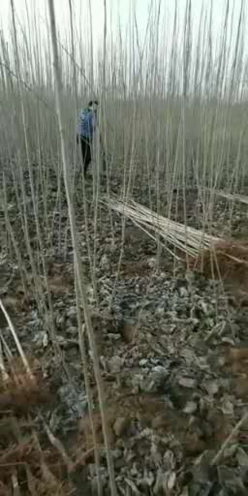 【精选】107速生杨树苗白杨树苗大型种植基地价格优惠