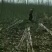 【精选】107速生杨树苗白杨树苗大型种植基地价格优惠