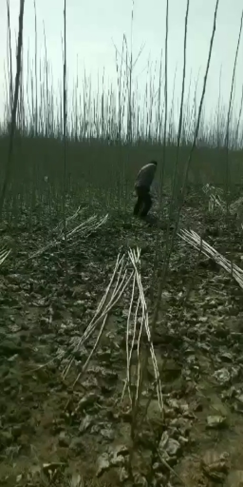 【精选】107速生杨树苗白杨树苗大型种植基地价格优惠