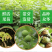 正宗8518纸皮核桃苗嫁接核桃树苗品种纯正