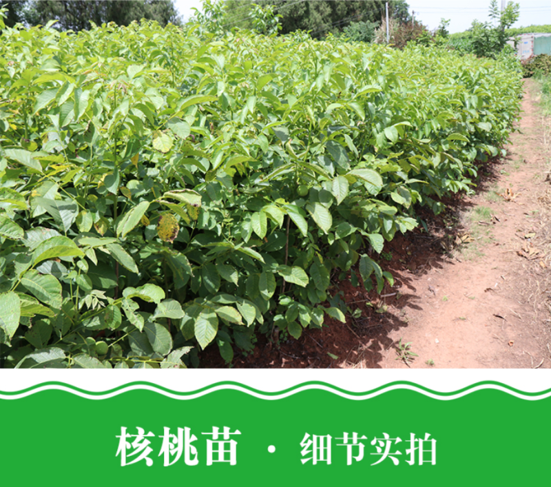 正宗8518纸皮核桃苗嫁接核桃树苗品种纯正
