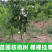 正宗8518纸皮核桃苗嫁接核桃树苗品种纯正