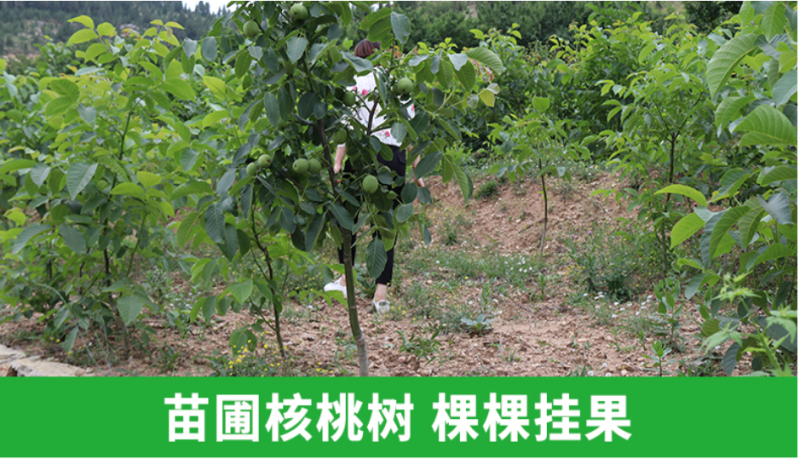 正宗8518纸皮核桃苗嫁接核桃树苗品种纯正