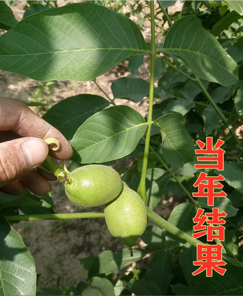 正宗8518纸皮核桃苗嫁接核桃树苗品种纯正