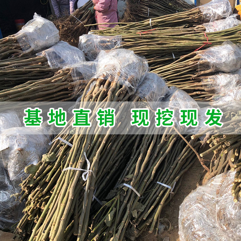 正宗8518纸皮核桃苗嫁接核桃树苗品种纯正