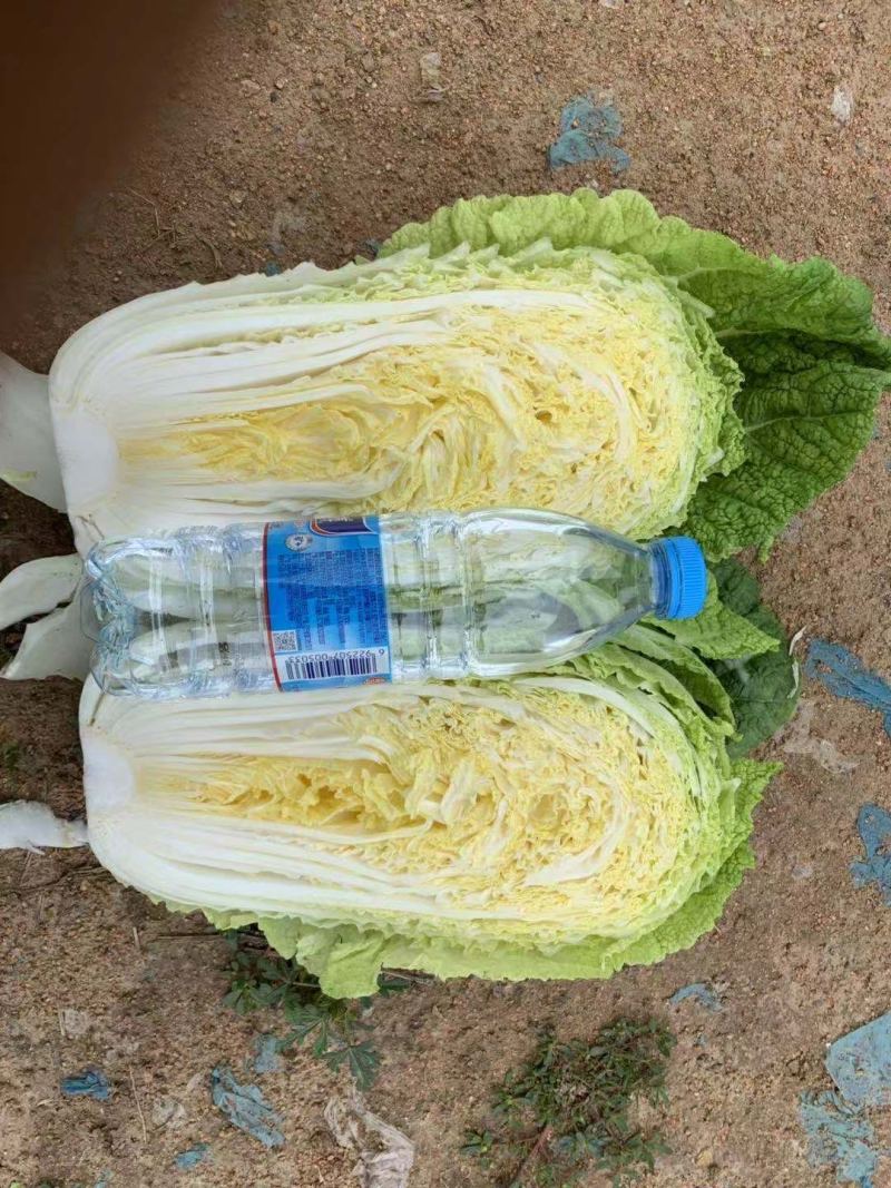 精品白菜基地直发全国批发诚信商家欢迎