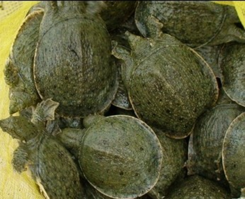 甲鱼，鲜活甲鱼，足斤足两，冷水新鲜甲鱼