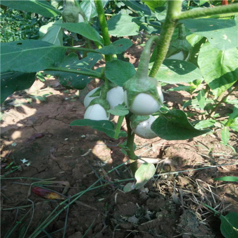 白蛋茄种子鸡蛋茄籽茄袖珍茄种茄子蔬菜籽孑白灌茄
