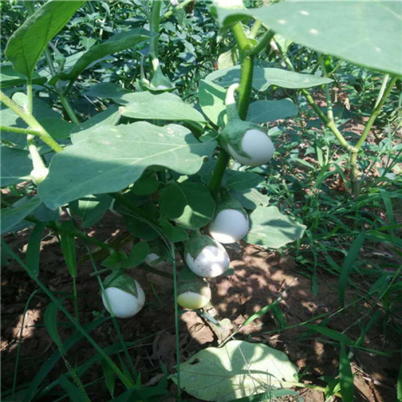 白蛋茄种子鸡蛋茄籽茄袖珍茄种茄子蔬菜籽孑白灌茄
