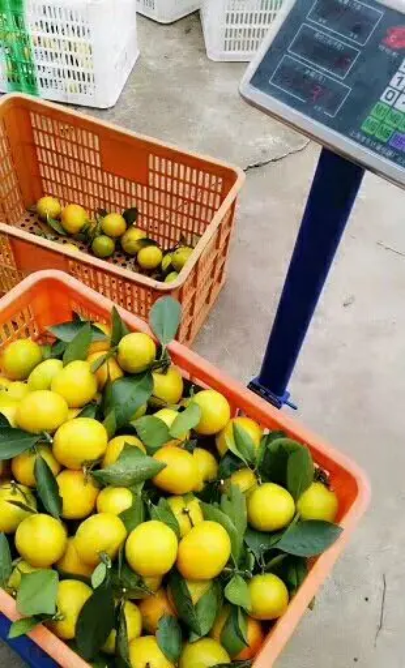 优质柑桔【蜜橘】国庆蜜橘一手货源实地看货欢迎咨询价优