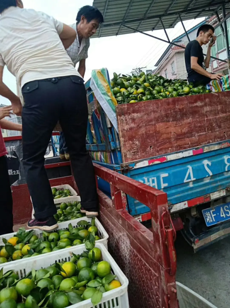 优质柑桔【蜜橘】国庆蜜橘一手货源实地看货欢迎咨询价优