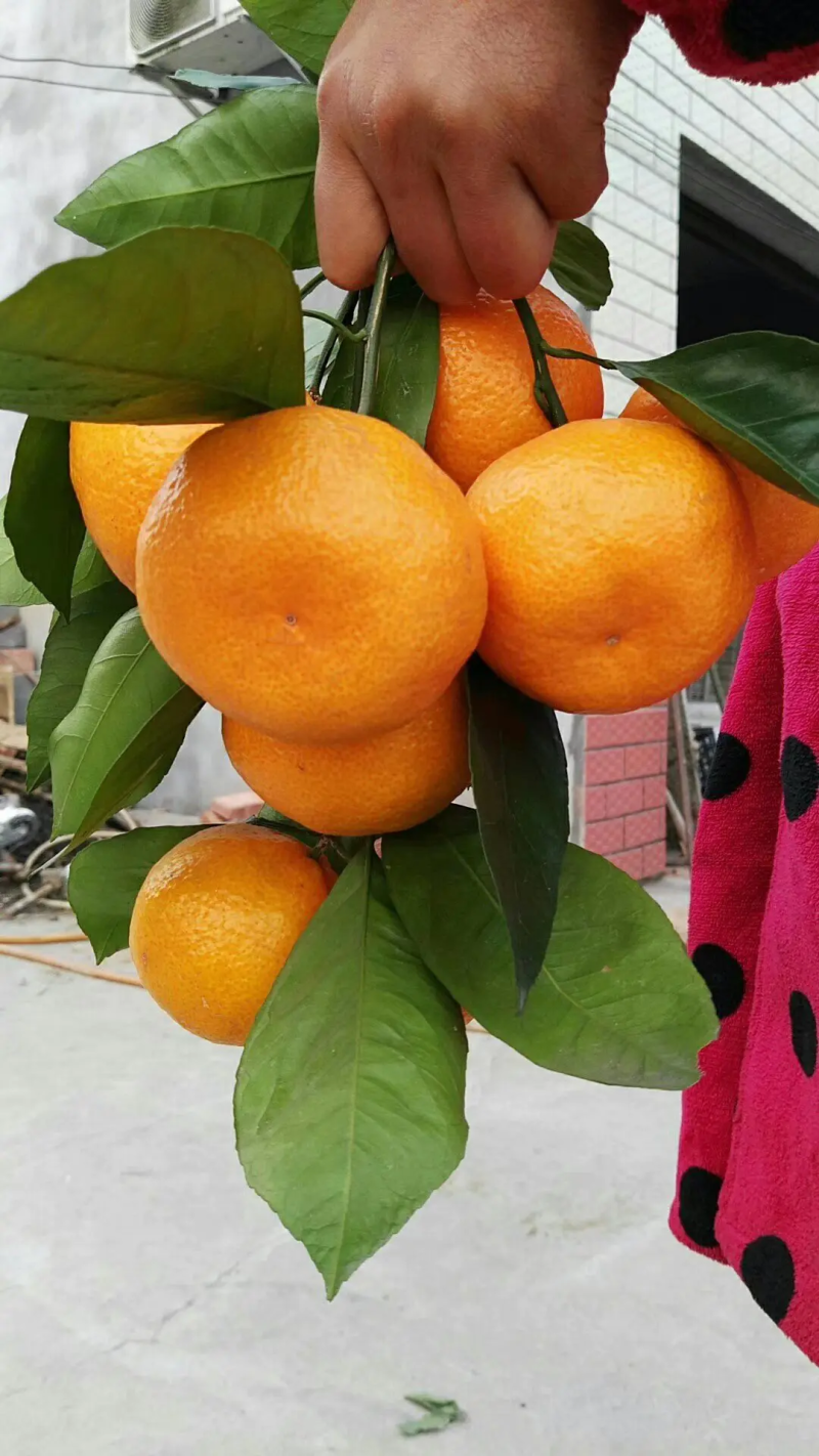 优质柑桔【蜜橘】国庆蜜橘一手货源实地看货欢迎咨询价优