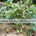 修文猕猴桃苗软枣绿心猕猴桃苗品种纯正丰产