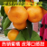 优质柑桔【蜜橘】国庆蜜橘一手货源实地看货欢迎咨询价优
