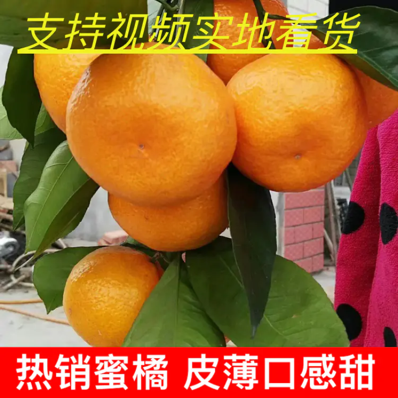 优质柑桔【蜜橘】国庆蜜橘一手货源实地看货欢迎咨询价优