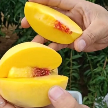 🍑黄金蜜4号桃苗黄金蜜晚熟脆甜大黄桃树苗嫁接