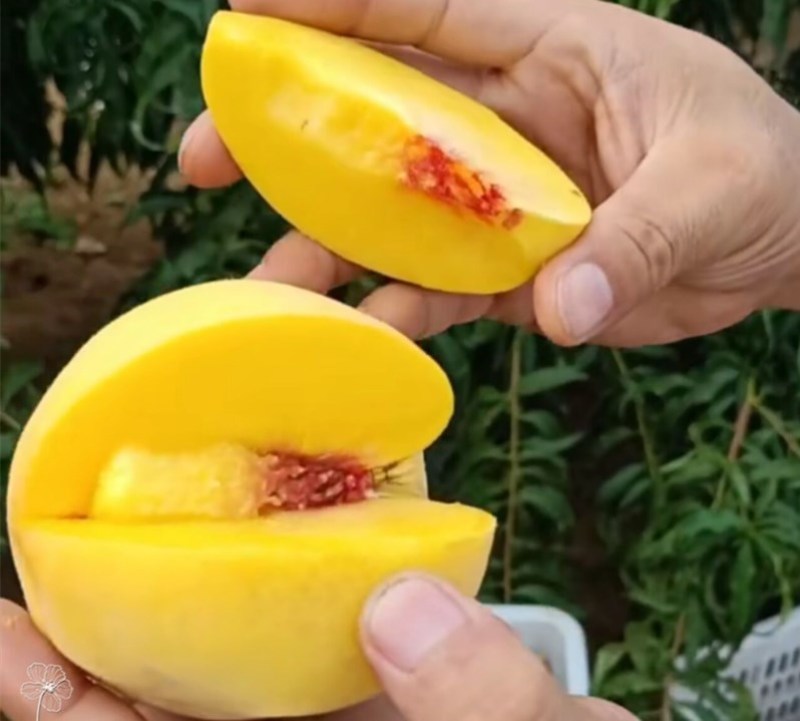 🍑黄金蜜4号桃苗黄金蜜晚熟脆甜大黄桃树苗嫁接