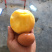 🍑黄金蜜4号桃苗黄金蜜晚熟脆甜大黄桃树苗嫁接