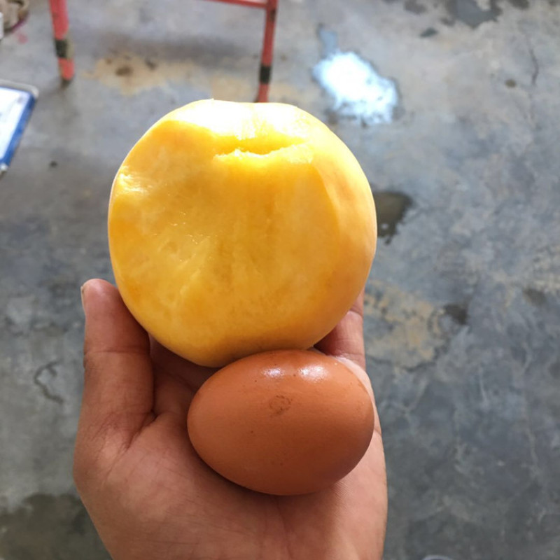 🍑黄金蜜4号桃苗黄金蜜晚熟脆甜大黄桃树苗嫁接
