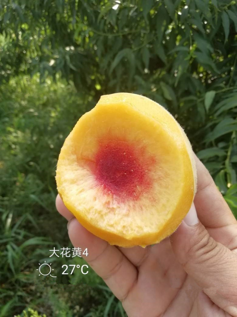 🍑黄金蜜4号桃苗黄金蜜晚熟脆甜大黄桃树苗嫁接