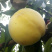 🍑黄金蜜4号桃苗黄金蜜晚熟脆甜大黄桃树苗嫁接