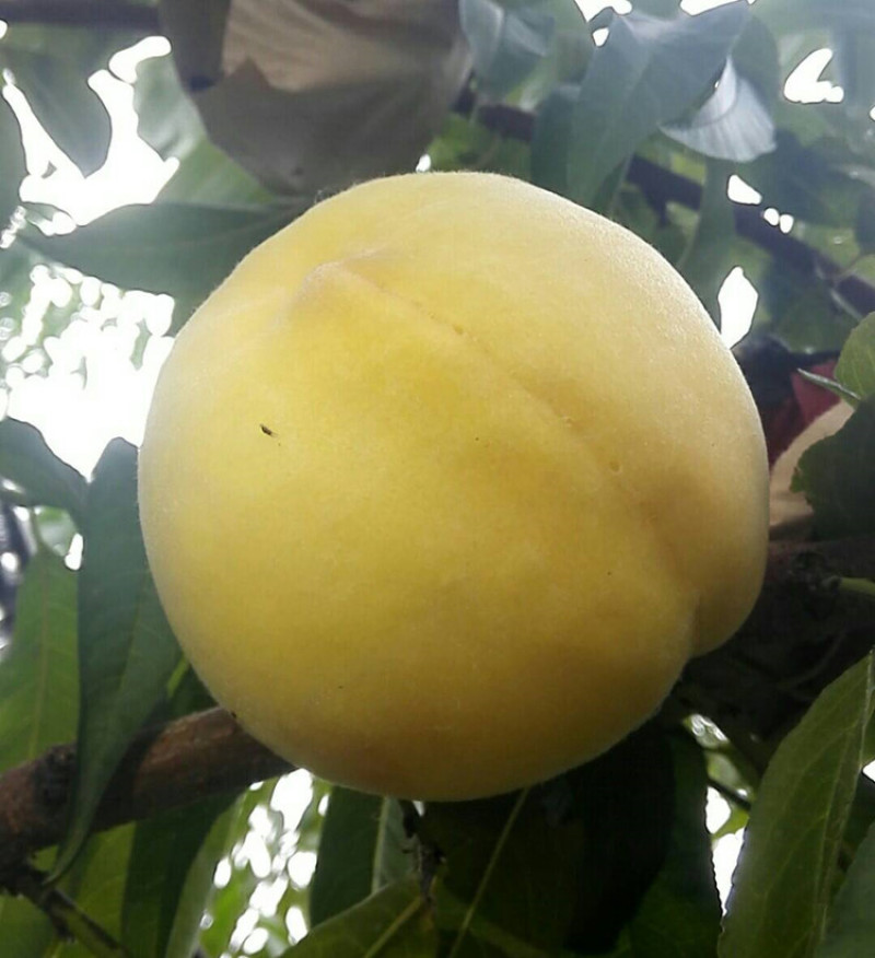 🍑黄金蜜4号桃苗黄金蜜晚熟脆甜大黄桃树苗嫁接