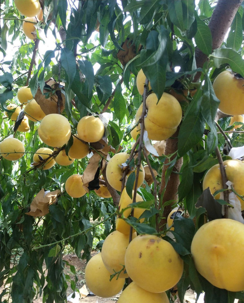 🍑黄金蜜4号桃苗黄金蜜晚熟脆甜大黄桃树苗嫁接