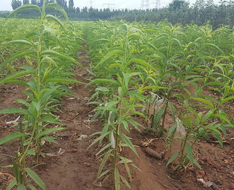 🍑黄金蜜4号桃苗黄金蜜晚熟脆甜大黄桃树苗嫁接