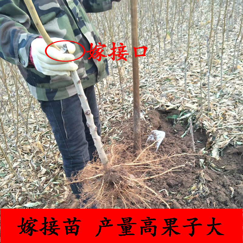 🍑黄金蜜4号桃苗黄金蜜晚熟脆甜大黄桃树苗嫁接