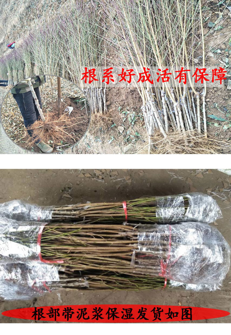 🍑黄金蜜4号桃苗黄金蜜晚熟脆甜大黄桃树苗嫁接