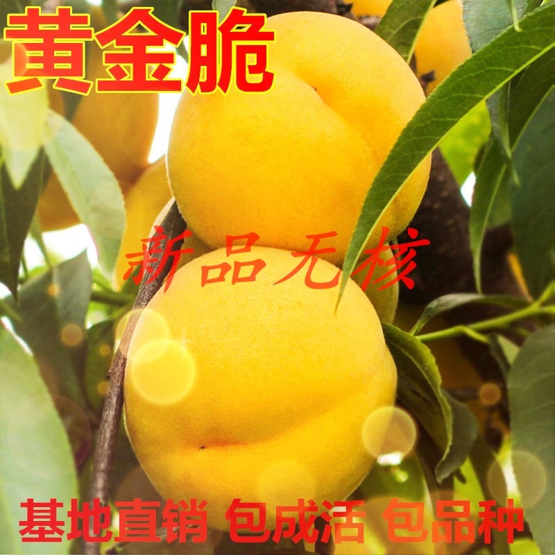 嫁接新品早熟特大黄金蜜桃树苗锦绣黄桃苗晚熟纯甜南北方种植