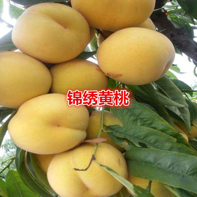 嫁接新品早熟特大黄金蜜桃树苗锦绣黄桃苗晚熟纯甜南北方种植