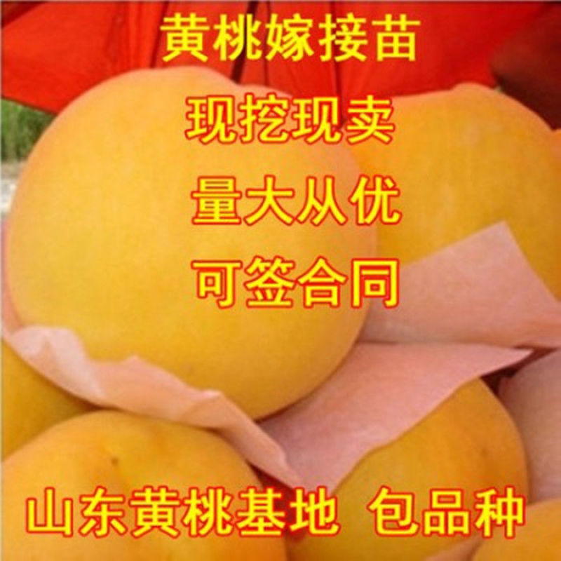 嫁接新品早熟特大黄金蜜桃树苗锦绣黄桃苗晚熟纯甜南北方种植