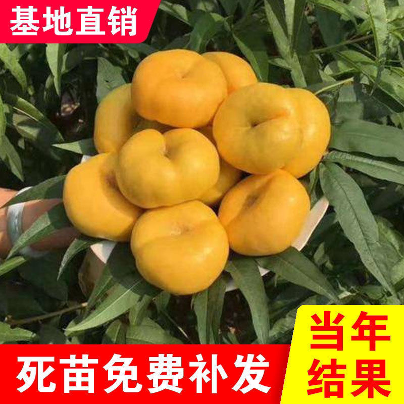 风味皇后桃中贵族黄金蟠桃早熟香甜离核甜度高不裂果桃树苗