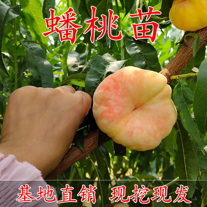 风味皇后桃中贵族黄金蟠桃早熟香甜离核甜度高不裂果桃树苗