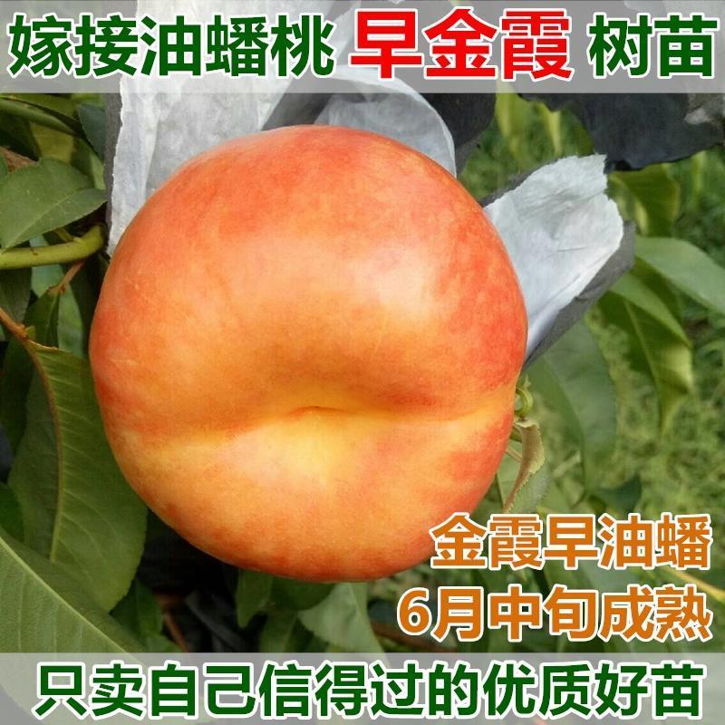 风味皇后桃中贵族黄金蟠桃早熟香甜离核甜度高不裂果桃树苗