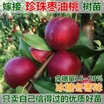 油桃树苗当年挂果早熟新品种离核脆甜易保存南北方种植