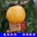 油桃树苗当年挂果早熟新品种离核脆甜易保存南北方种植