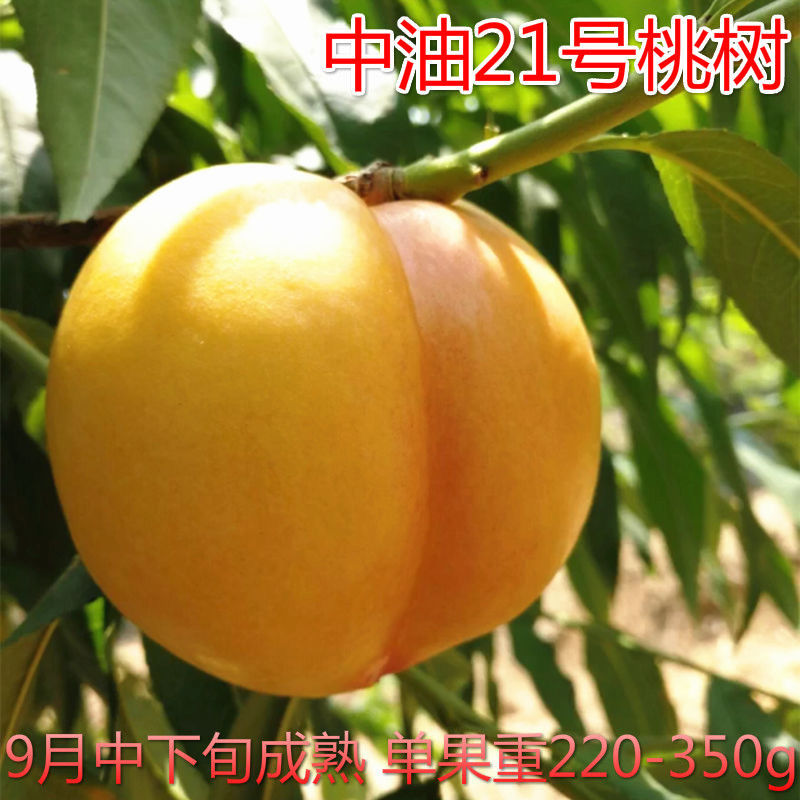 油桃树苗当年挂果早熟新品种离核脆甜易保存南北方种植