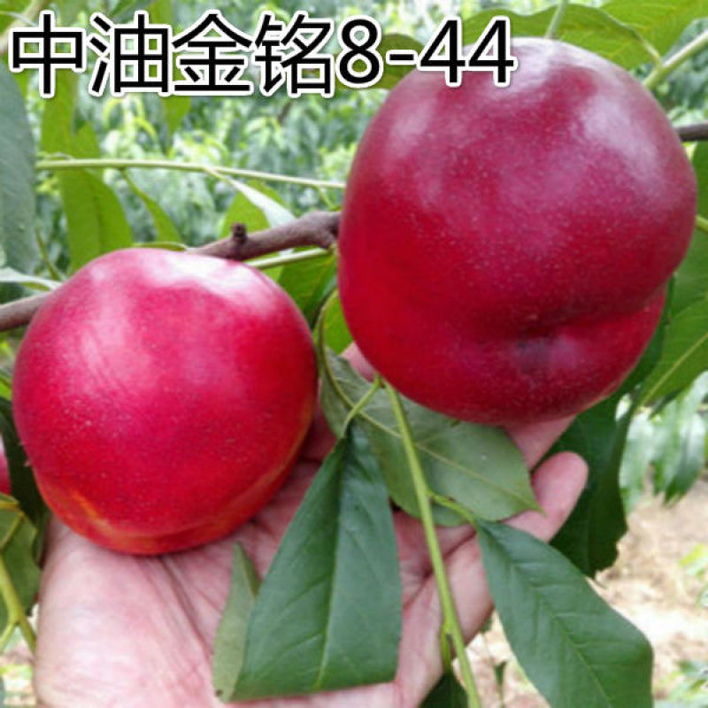 油桃树苗当年挂果早熟新品种离核脆甜易保存南北方种植