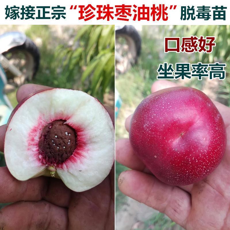油桃树苗当年挂果早熟新品种离核脆甜易保存南北方种植