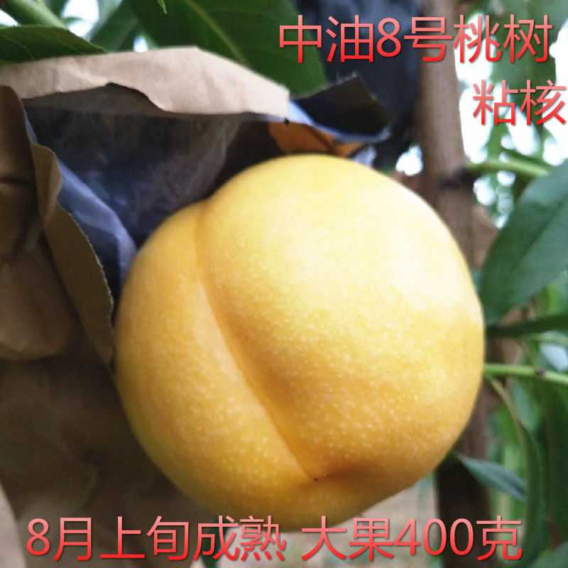 油桃树苗当年挂果早熟新品种离核脆甜易保存南北方种植