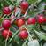 油桃树苗当年挂果早熟新品种离核脆甜易保存南北方种植