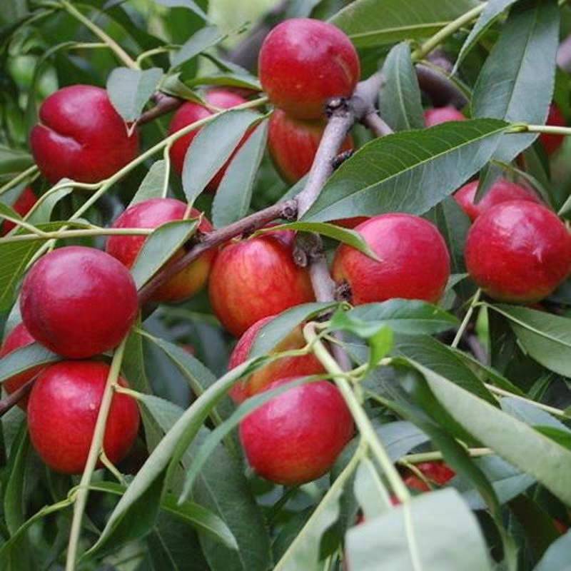 油桃树苗当年挂果早熟新品种离核脆甜易保存南北方种植